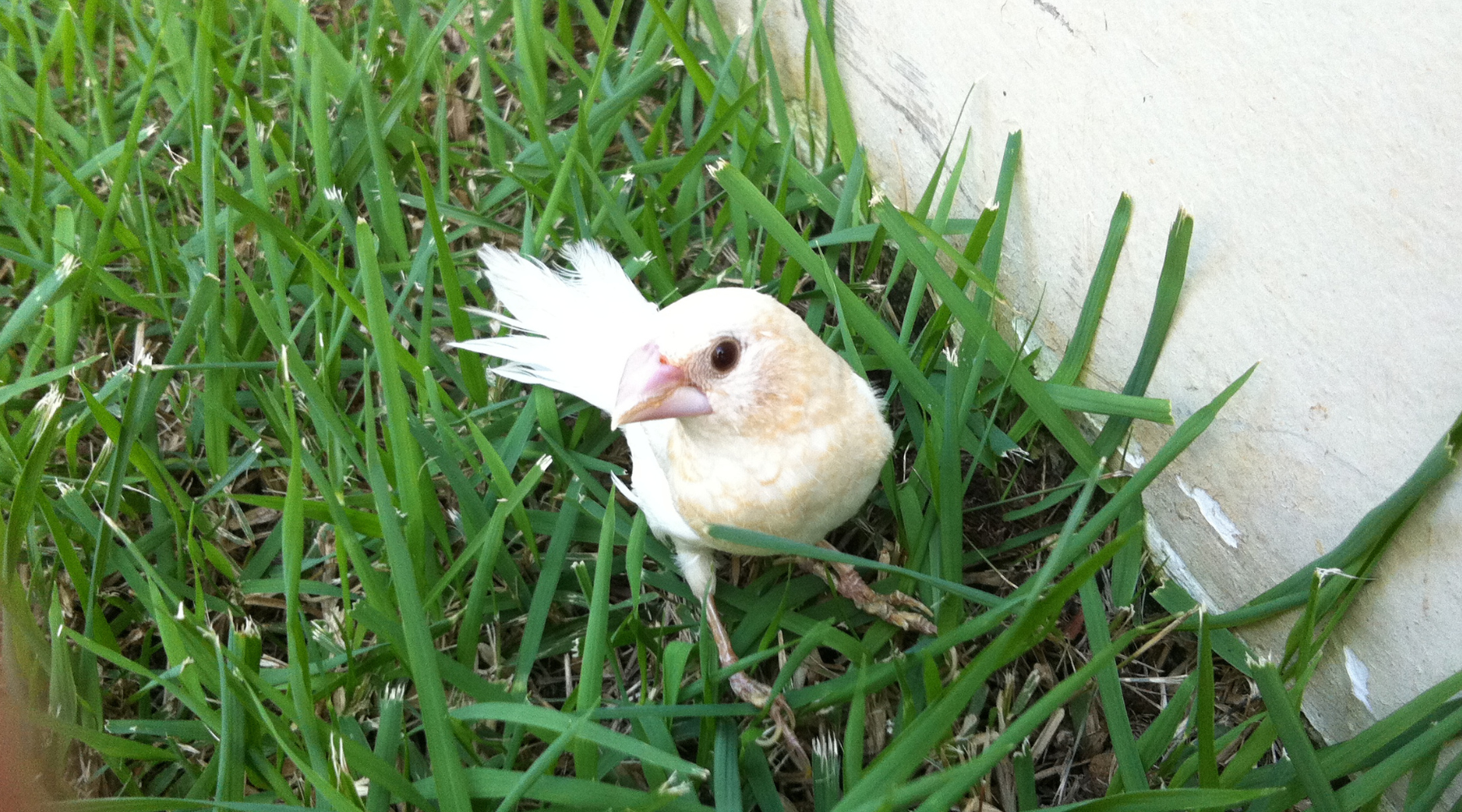 Julie's Flight: A Feathered Tale of Love and Loss