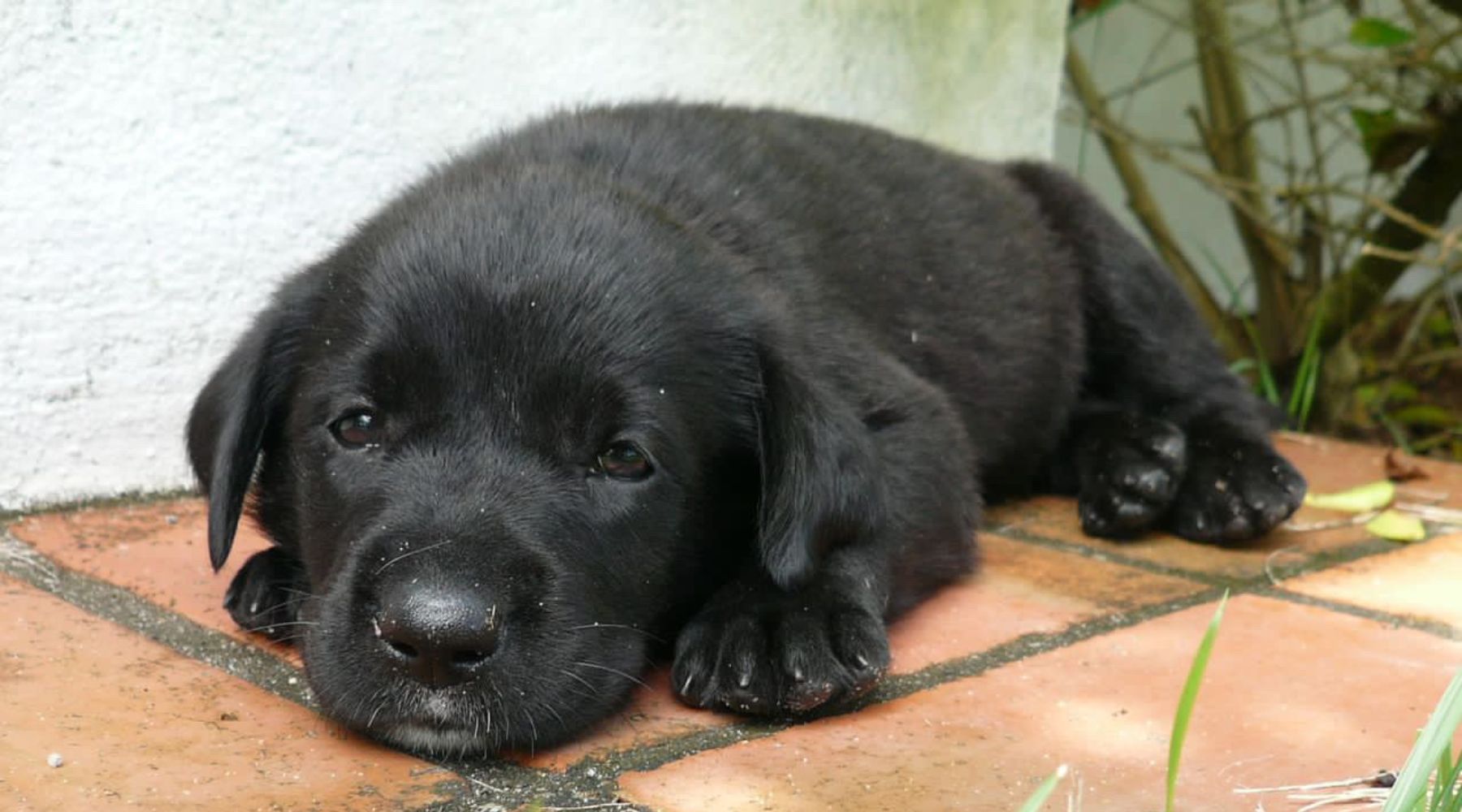 Gael: our Gentle Giant's Whirlwind Entry into Our Hearts