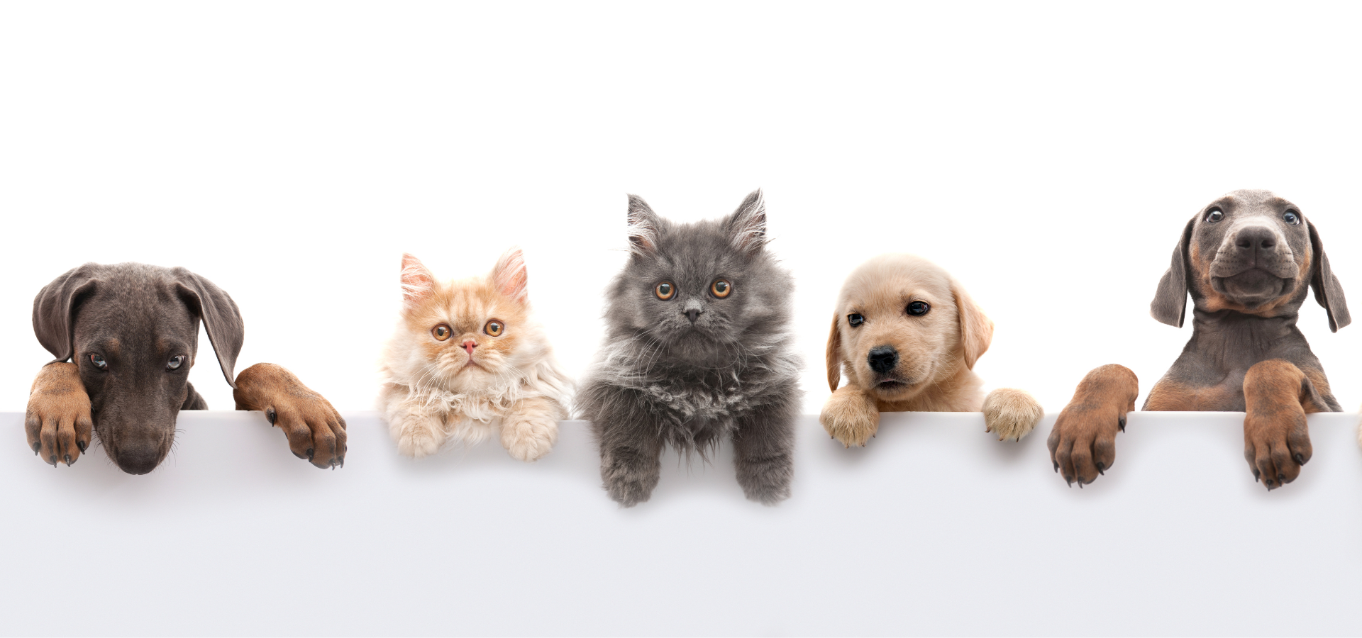 All Natural and Safe Pet care for dogs and cats, treats, nontoxic cleaning products, accessories